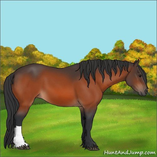 Horse Color:Bay 