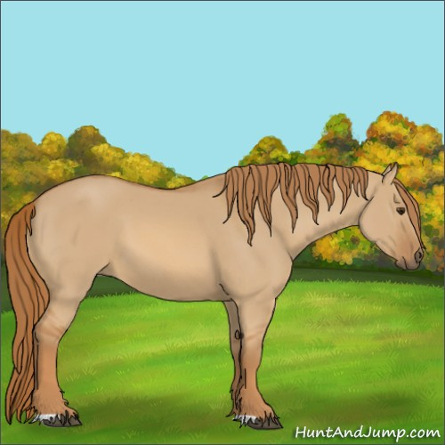 Horse Color:Red Dun 