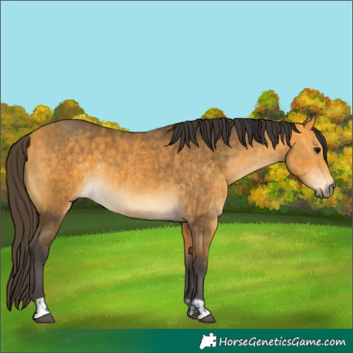 Horse Color:Buckskin  and Buckskin 