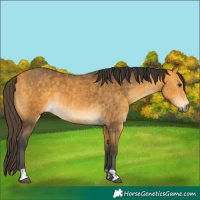 Horse Color:Buckskin  and Buckskin 