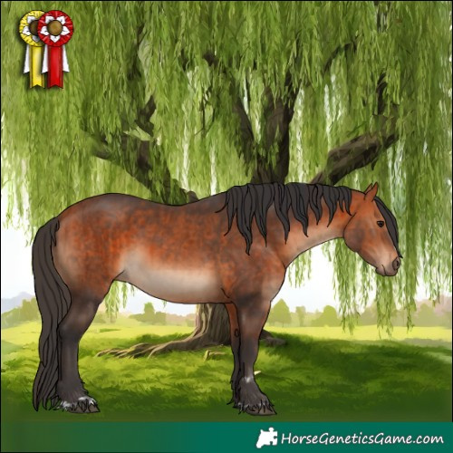 Horse Color:Bay  and Bay 