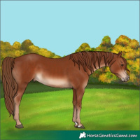 Horse Color:Chestnut  and Chestnut Splash 