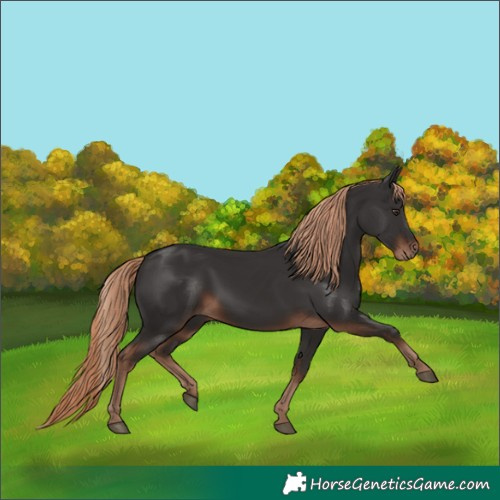 Horse Color:Liver Chestnut Rabicano 