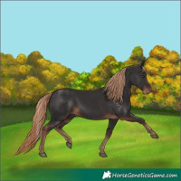 Horse Color:Liver Chestnut Rabicano