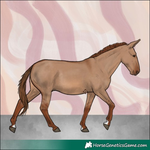 Horse Color:Red Dun Rabicano 