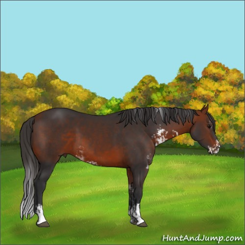 Horse Color:Bay Sabino  and Bay Sabino 
