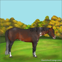 Horse Color:Bay Sabino  and Bay Sabino 