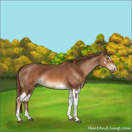 Horse Color:Chestnut  and Chestnut Splash 