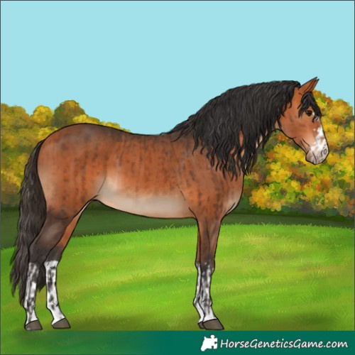 Horse Color:Bay and Bay