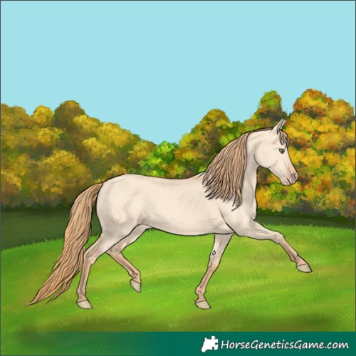Horse Color:Gold Champagne Dun
