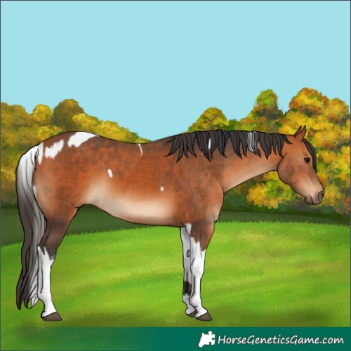 Horse Color:Bay  and Bay Tobiano 