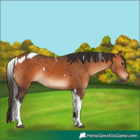Horse Color:Bay  and Bay Tobiano 