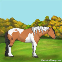 Horse Color:Bay Tobiano 