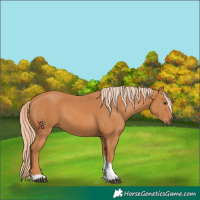 Horse Color:Chestnut Tobiano