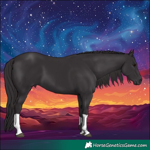 Horse Color:Smoky Black and Smoky Black