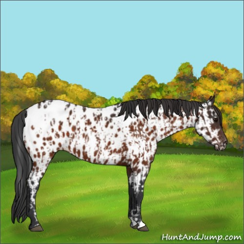 Horse Color:Bay Appaloosa  and Bay Appaloosa 