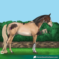 Horse Color:White Spotted Brown  and Chestnut Pearl 