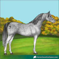 Horse Color:White Spotted Blue Roan Rabicano  and White Spotted Blue Roan Rabicano 