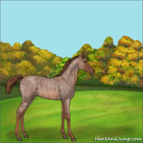 Horse Color:Red Roan 
