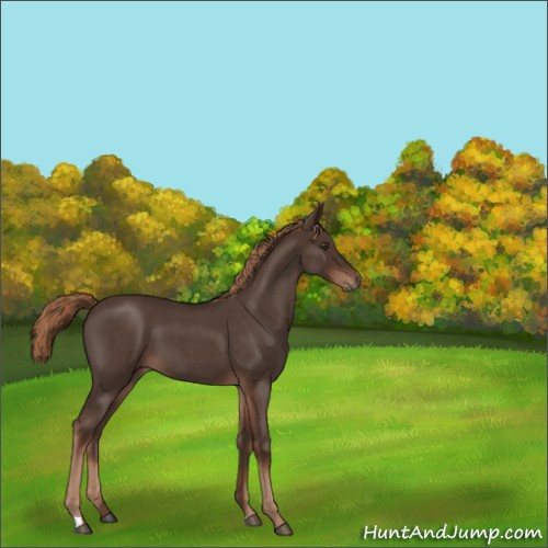 Horse Color:Liver Red Roan 