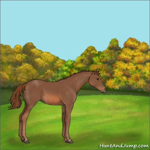 Horse Color:Chestnut 