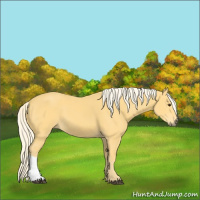 Horse Color:Palomino 