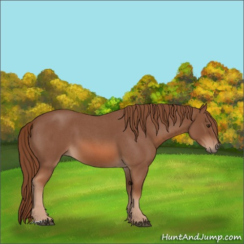 Horse Color:Red Roan 