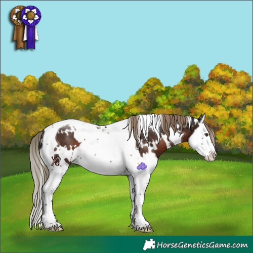 Horse Color:White Spotted Liver Chestnut Splash Tobiano