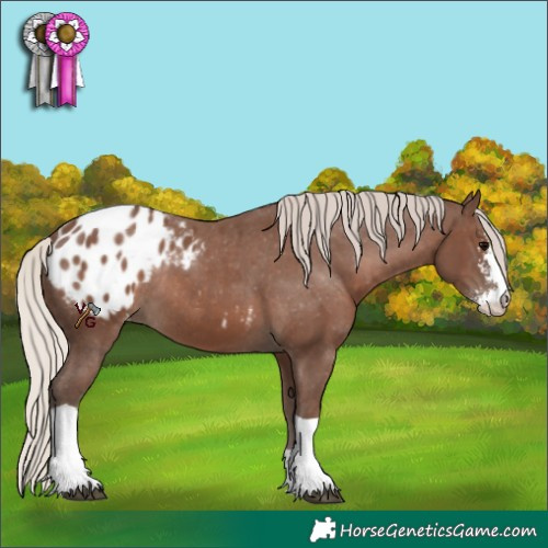 Horse Color:Silver Black Sabino Tobiano Appaloosa Rabicano 