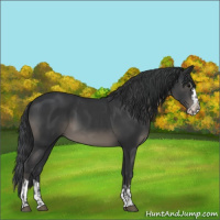 Horse Color:Black  and Black Splash 