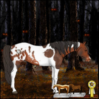 Horse Color:Bay Tobiano Appaloosa Rabicano 