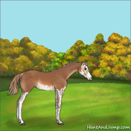 Horse Color:Chestnut  and Chestnut Splash 