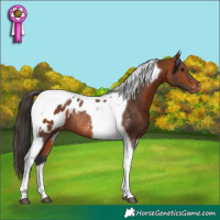 Horse Color:Bay Tobiano Blanket Rabicano 