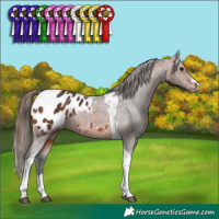 Horse Color:Bay Tobiano Appaloosa Rabicano 