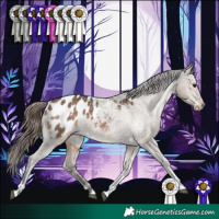 Horse Color:White Spotted Brown Dun Tobiano Appaloosa Rabicano