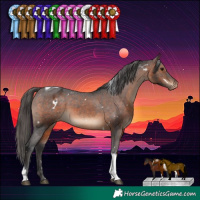 Horse Color:White Spotted Brown Tobiano Appaloosa Rabicano 