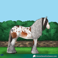 Horse Color:Bay  and Bay Appaloosa 