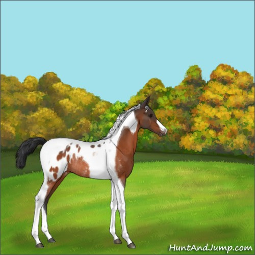Horse Color:Bay Tobiano Appaloosa Rabicano