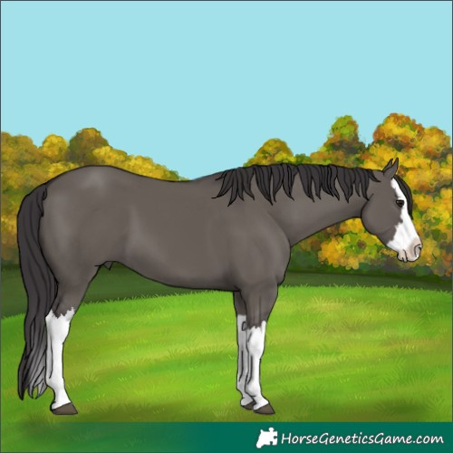 Horse Color:Smoky Grullo Splash 