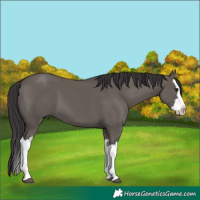 Horse Color:Smoky Grullo Splash