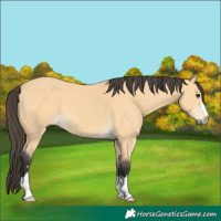 Horse Color:Buckskin 