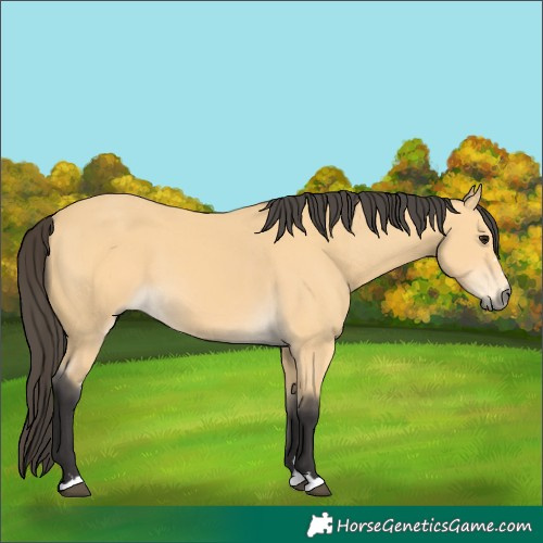 Horse Color:Buckskin 