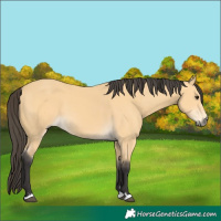 Horse Color:Buckskin 