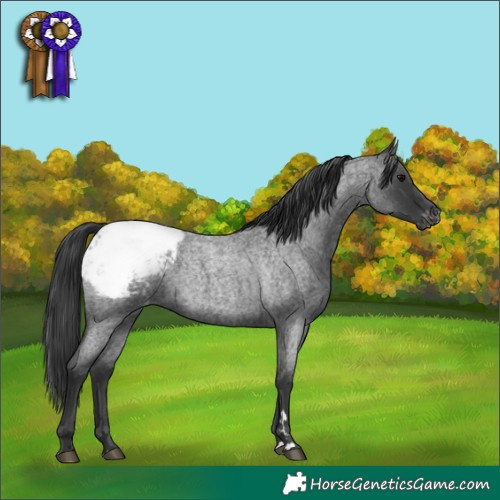 Horse Color:Blue Roan Snowcap 