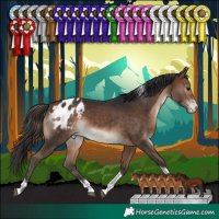 Horse Color:Bay Sabino Tobiano Appaloosa 