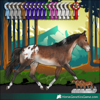 Horse Color:Bay Sabino Tobiano Appaloosa