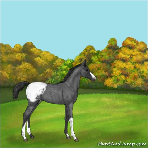 Horse Color:Blue Roan Snowcap 