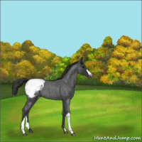 Horse Color:Blue Roan Snowcap 