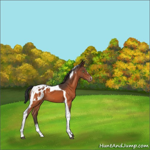 Horse Color:Bay Tobiano Appaloosa 