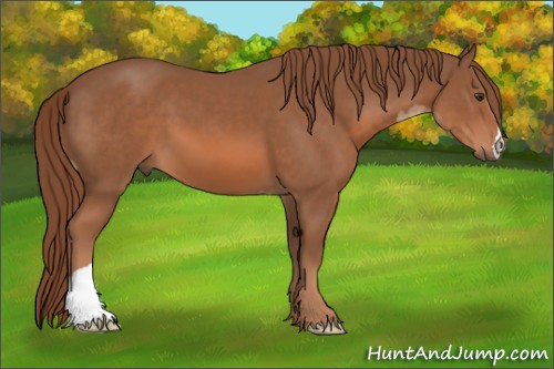 Horse Color:Chestnut  and Chestnut 